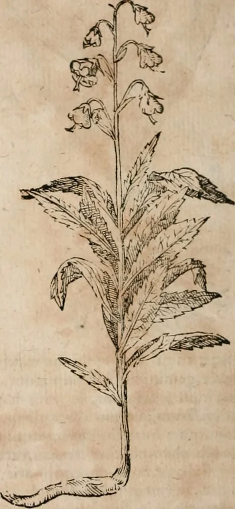 An illustration from Caspari Bavhini ... theatri botanici in qvo plantæ svpra sexcentæ ab ipso primum descriptæ cum plurimis figuris proponuntur, 1671, leaf 41