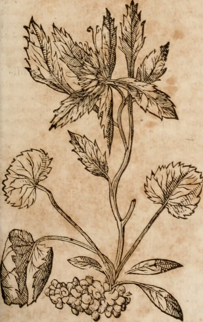 An illustration from Caspari Bavhini ... theatri botanici in qvo plantæ svpra sexcentæ ab ipso primum descriptæ cum plurimis figuris proponuntur, 1671, leaf 42