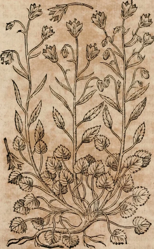 An illustration from Caspari Bavhini ... theatri botanici in qvo plantæ svpra sexcentæ ab ipso primum descriptæ cum plurimis figuris proponuntur, 1671, leaf 43
