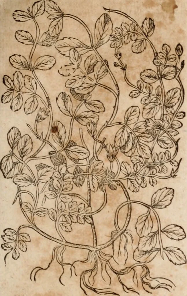 An illustration from Caspari Bavhini ... theatri botanici in qvo plantæ svpra sexcentæ ab ipso primum descriptæ cum plurimis figuris proponuntur, 1671, leaf 44