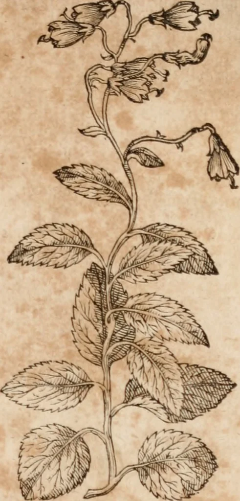 An illustration from Caspari Bavhini ... theatri botanici in qvo plantæ svpra sexcentæ ab ipso primum descriptæ cum plurimis figuris proponuntur, 1671, leaf 44