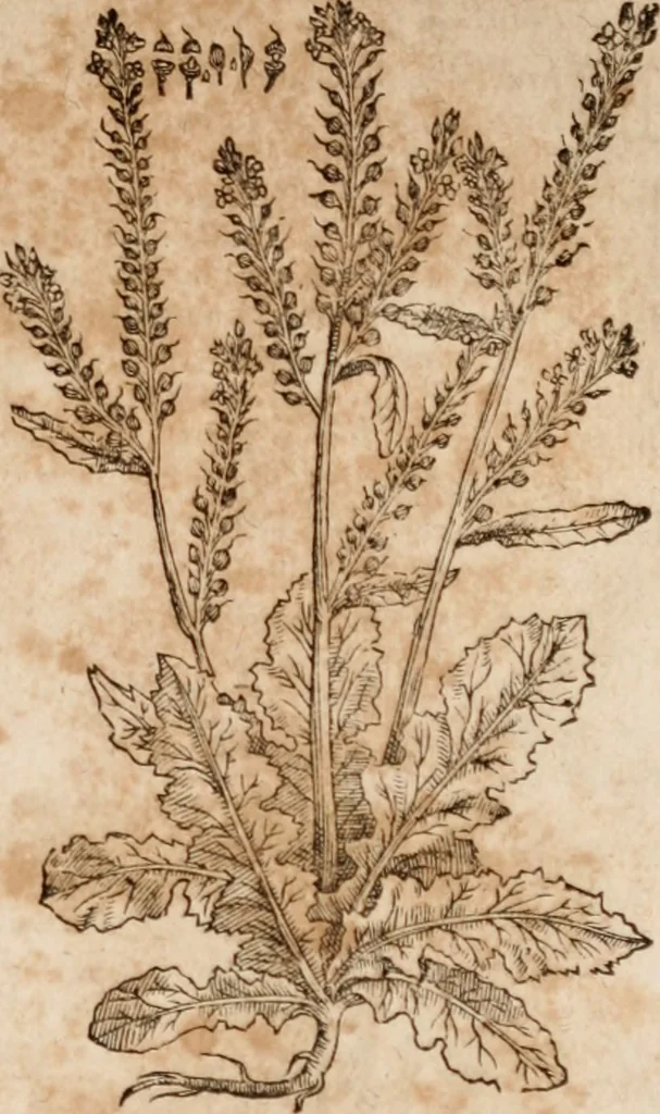An illustration from Caspari Bavhini ... theatri botanici in qvo plantæ svpra sexcentæ ab ipso primum descriptæ cum plurimis figuris proponuntur, 1671, leaf 46