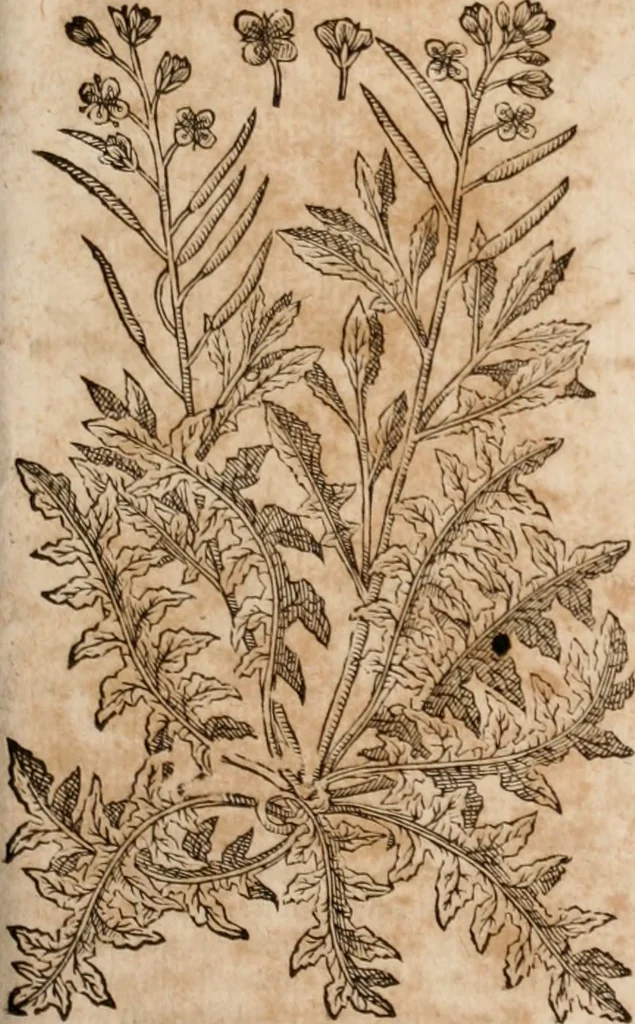 An illustration from Caspari Bavhini ... theatri botanici in qvo plantæ svpra sexcentæ ab ipso primum descriptæ cum plurimis figuris proponuntur, 1671, leaf 48