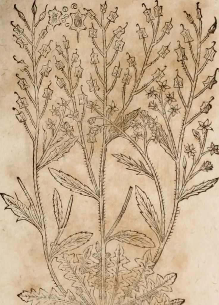 An illustration from Caspari Bavhini ... theatri botanici in qvo plantæ svpra sexcentæ ab ipso primum descriptæ cum plurimis figuris proponuntur, 1671, leaf 50