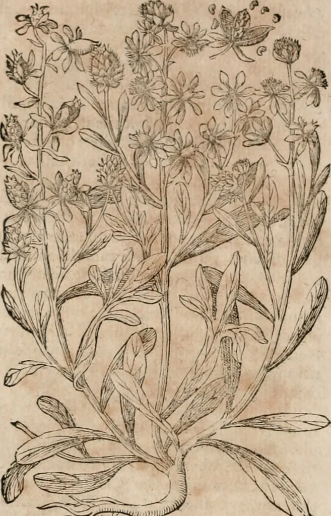 An illustration from Caspari Bavhini ... theatri botanici in qvo plantæ svpra sexcentæ ab ipso primum descriptæ cum plurimis figuris proponuntur, 1671, leaf 51
