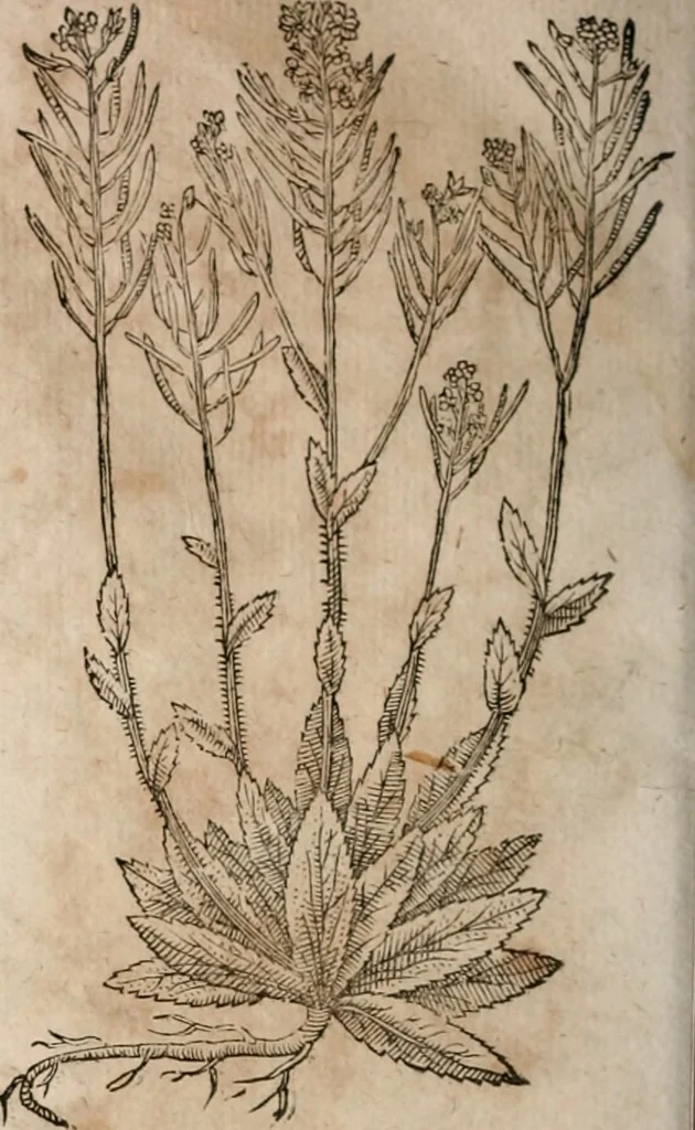 An illustration from Caspari Bavhini ... theatri botanici in qvo plantæ svpra sexcentæ ab ipso primum descriptæ cum plurimis figuris proponuntur, 1671, leaf 51