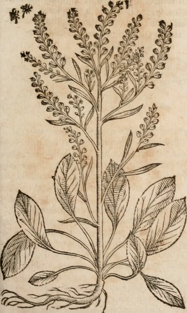 An illustration from Caspari Bavhini ... theatri botanici in qvo plantæ svpra sexcentæ ab ipso primum descriptæ cum plurimis figuris proponuntur, 1671, leaf 52