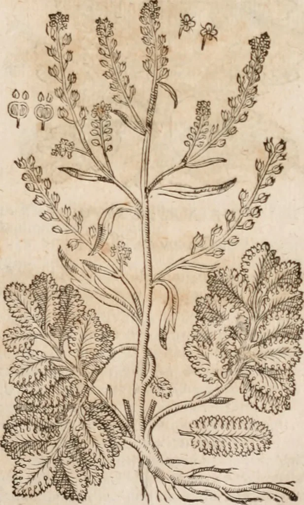 An illustration from Caspari Bavhini ... theatri botanici in qvo plantæ svpra sexcentæ ab ipso primum descriptæ cum plurimis figuris proponuntur, 1671, leaf 52