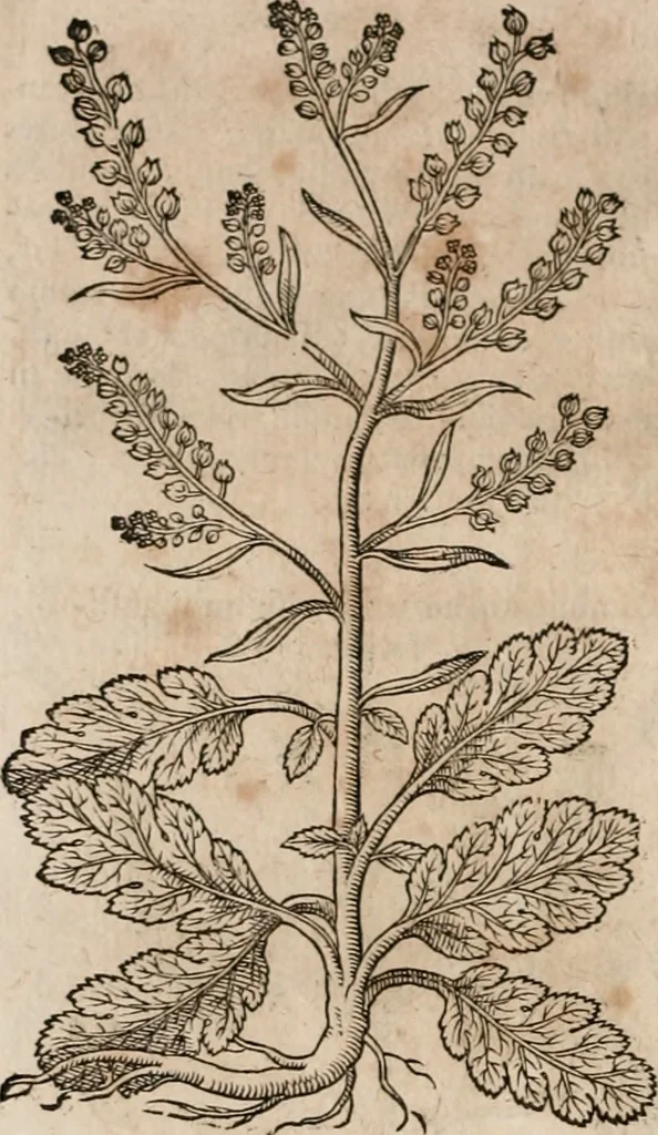 An illustration from Caspari Bavhini ... theatri botanici in qvo plantæ svpra sexcentæ ab ipso primum descriptæ cum plurimis figuris proponuntur, 1671, leaf 53