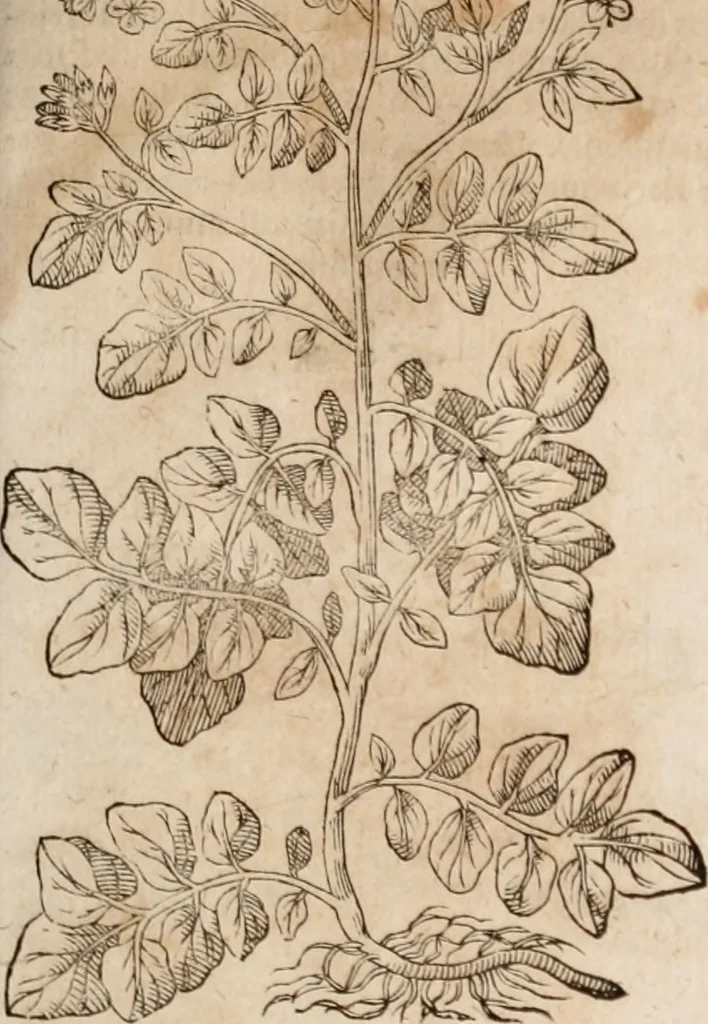 An illustration from Caspari Bavhini ... theatri botanici in qvo plantæ svpra sexcentæ ab ipso primum descriptæ cum plurimis figuris proponuntur, 1671, leaf 54