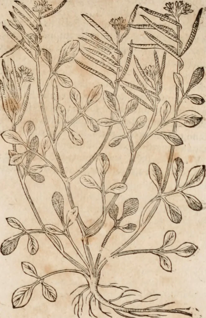 An illustration from Caspari Bavhini ... theatri botanici in qvo plantæ svpra sexcentæ ab ipso primum descriptæ cum plurimis figuris proponuntur, 1671, leaf 54