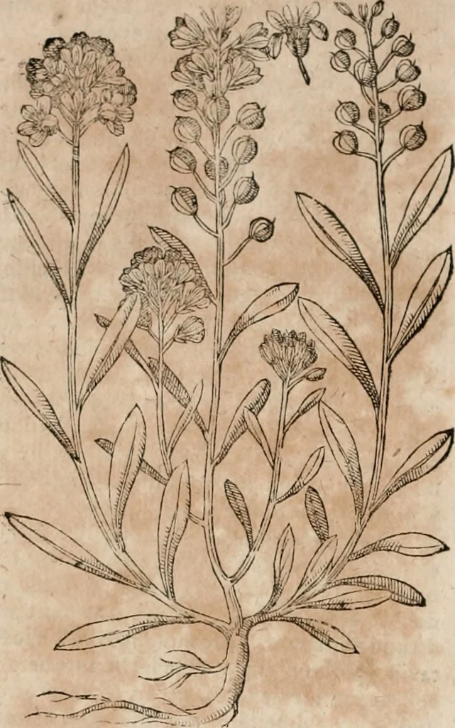 An illustration from Caspari Bavhini ... theatri botanici in qvo plantæ svpra sexcentæ ab ipso primum descriptæ cum plurimis figuris proponuntur, 1671, leaf 57