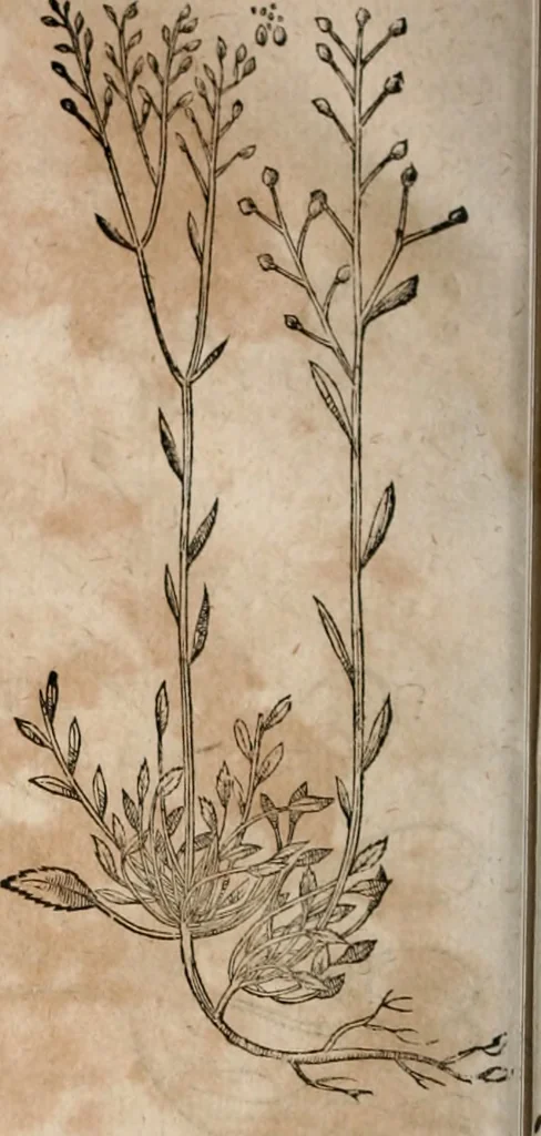 An illustration from Caspari Bavhini ... theatri botanici in qvo plantæ svpra sexcentæ ab ipso primum descriptæ cum plurimis figuris proponuntur, 1671, leaf 57