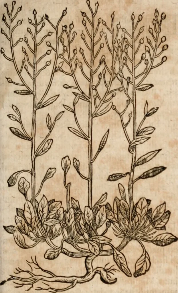 An illustration from Caspari Bavhini ... theatri botanici in qvo plantæ svpra sexcentæ ab ipso primum descriptæ cum plurimis figuris proponuntur, 1671, leaf 58
