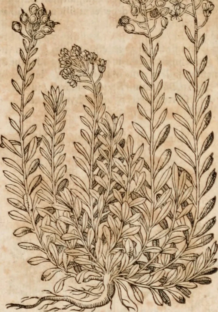 An illustration from Caspari Bavhini ... theatri botanici in qvo plantæ svpra sexcentæ ab ipso primum descriptæ cum plurimis figuris proponuntur, 1671, leaf 58