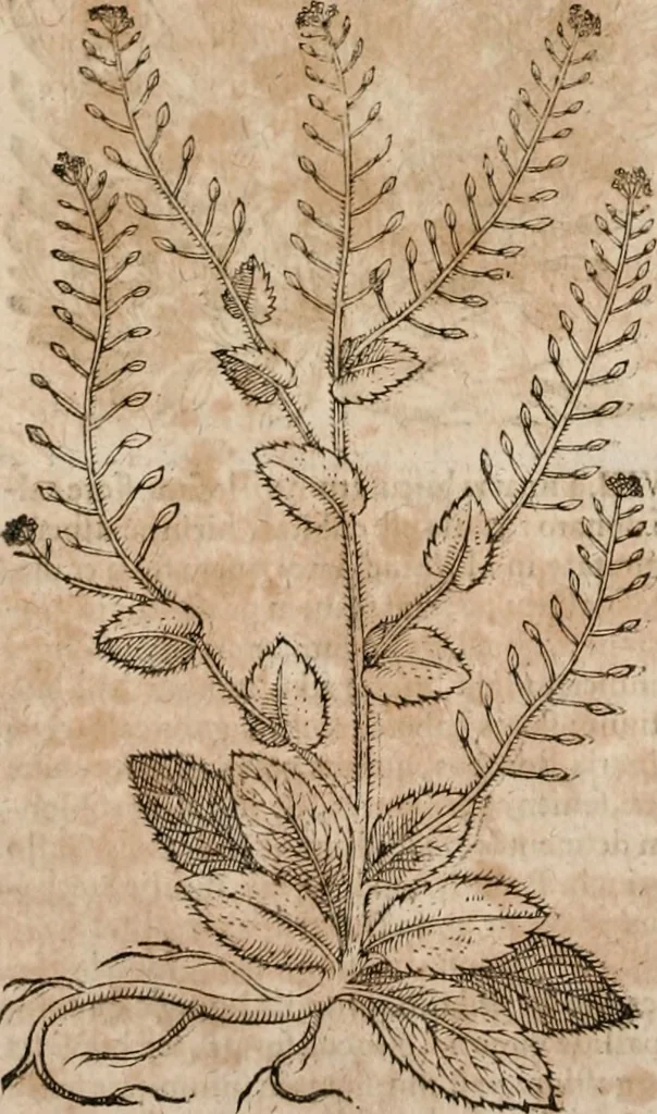 An illustration from Caspari Bavhini ... theatri botanici in qvo plantæ svpra sexcentæ ab ipso primum descriptæ cum plurimis figuris proponuntur, 1671, leaf 59