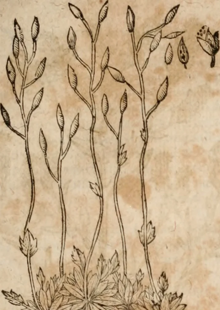An illustration from Caspari Bavhini ... theatri botanici in qvo plantæ svpra sexcentæ ab ipso primum descriptæ cum plurimis figuris proponuntur, 1671, leaf 60