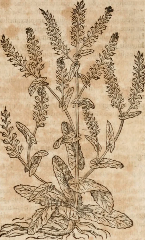 An illustration from Caspari Bavhini ... theatri botanici in qvo plantæ svpra sexcentæ ab ipso primum descriptæ cum plurimis figuris proponuntur, 1671, leaf 60