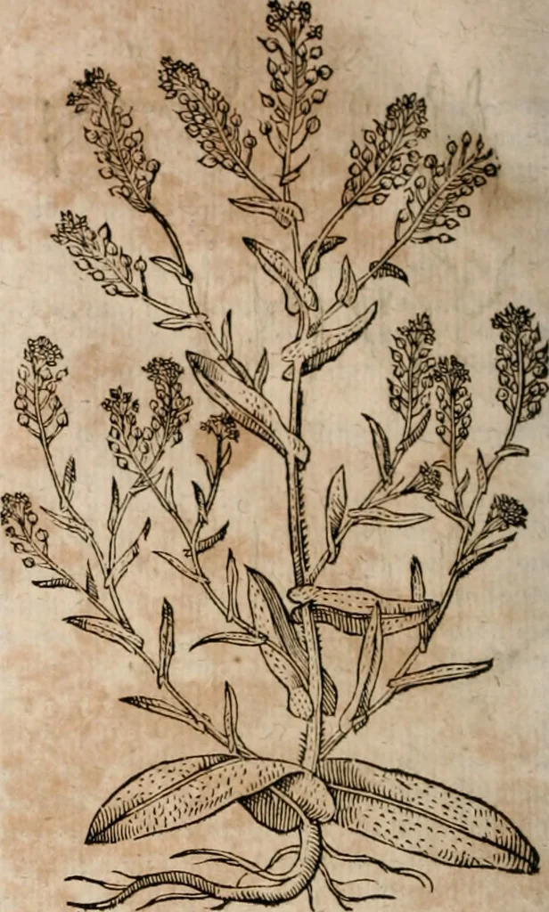 An illustration from Caspari Bavhini ... theatri botanici in qvo plantæ svpra sexcentæ ab ipso primum descriptæ cum plurimis figuris proponuntur, 1671, leaf 61