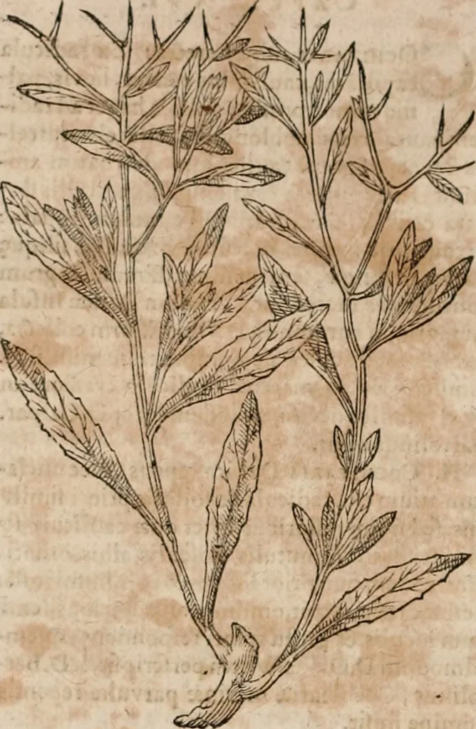 An illustration from Caspari Bavhini ... theatri botanici in qvo plantæ svpra sexcentæ ab ipso primum descriptæ cum plurimis figuris proponuntur, 1671, leaf 63