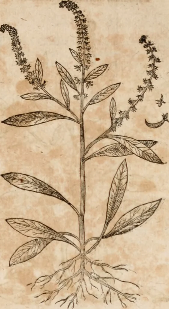 An illustration from Caspari Bavhini ... theatri botanici in qvo plantæ svpra sexcentæ ab ipso primum descriptæ cum plurimis figuris proponuntur, 1671, leaf 64