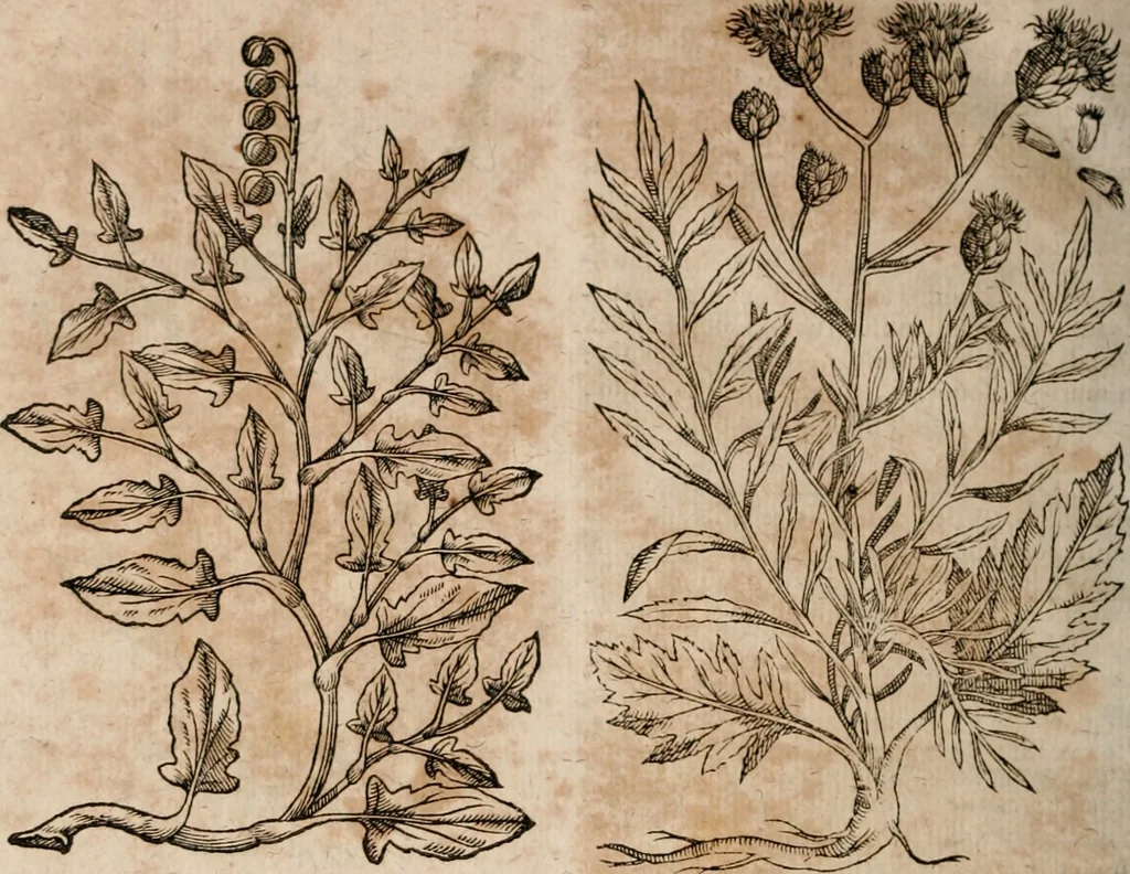 An illustration from Caspari Bavhini ... theatri botanici in qvo plantæ svpra sexcentæ ab ipso primum descriptæ cum plurimis figuris proponuntur, 1671, leaf 65