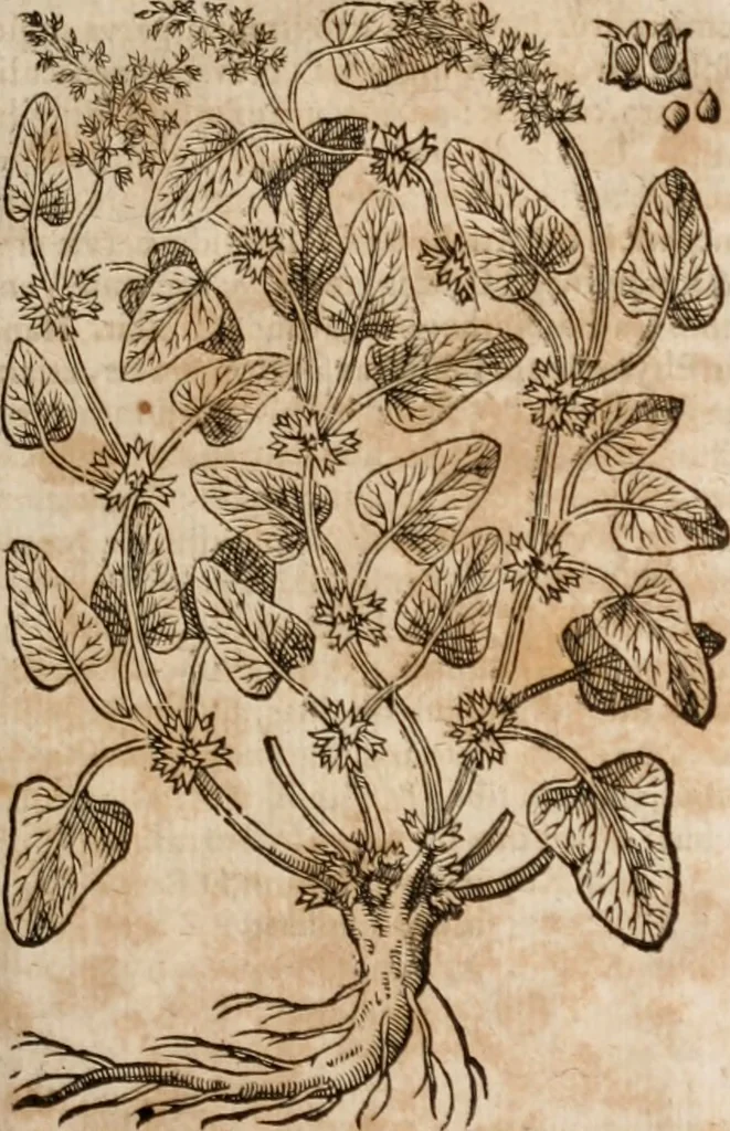 An illustration from Caspari Bavhini ... theatri botanici in qvo plantæ svpra sexcentæ ab ipso primum descriptæ cum plurimis figuris proponuntur, 1671, leaf 66