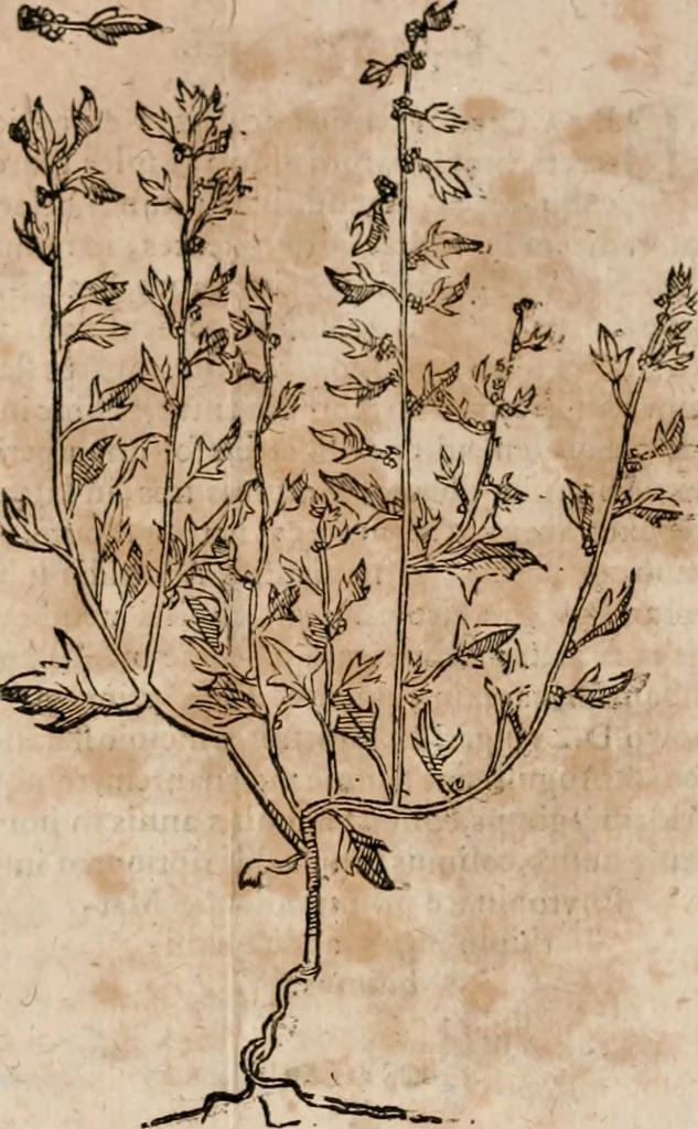 An illustration from Caspari Bavhini ... theatri botanici in qvo plantæ svpra sexcentæ ab ipso primum descriptæ cum plurimis figuris proponuntur, 1671, leaf 67