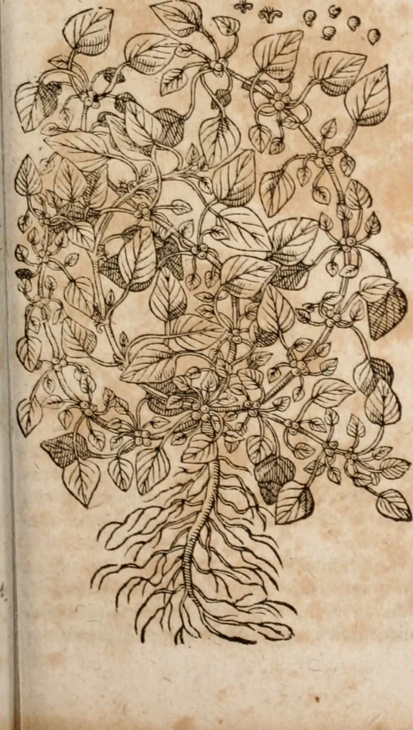 An illustration from Caspari Bavhini ... theatri botanici in qvo plantæ svpra sexcentæ ab ipso primum descriptæ cum plurimis figuris proponuntur, 1671, leaf 68