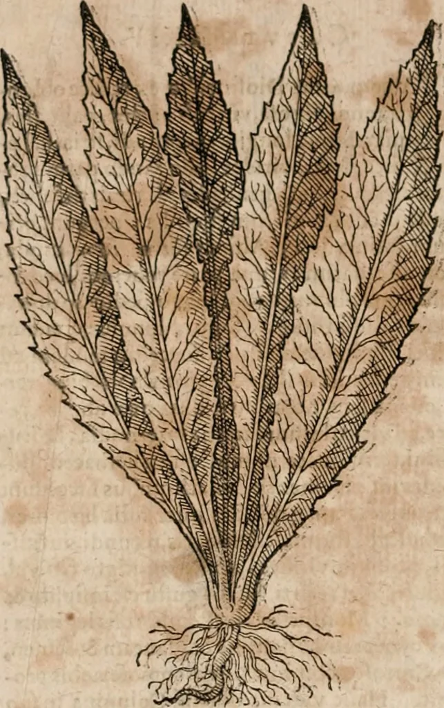An illustration from Caspari Bavhini ... theatri botanici in qvo plantæ svpra sexcentæ ab ipso primum descriptæ cum plurimis figuris proponuntur, 1671, leaf 69