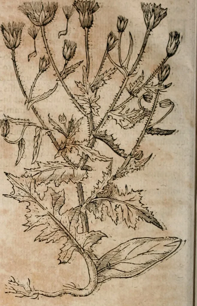 An illustration from Caspari Bavhini ... theatri botanici in qvo plantæ svpra sexcentæ ab ipso primum descriptæ cum plurimis figuris proponuntur, 1671, leaf 69