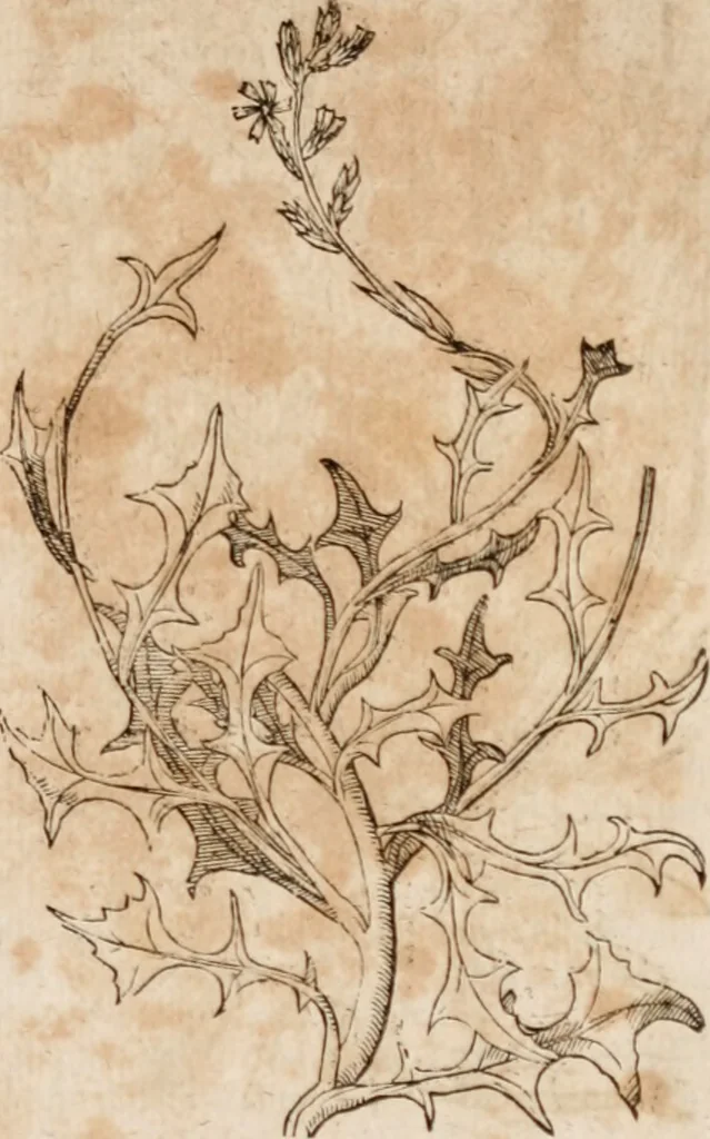 An illustration from Caspari Bavhini ... theatri botanici in qvo plantæ svpra sexcentæ ab ipso primum descriptæ cum plurimis figuris proponuntur, 1671, leaf 70