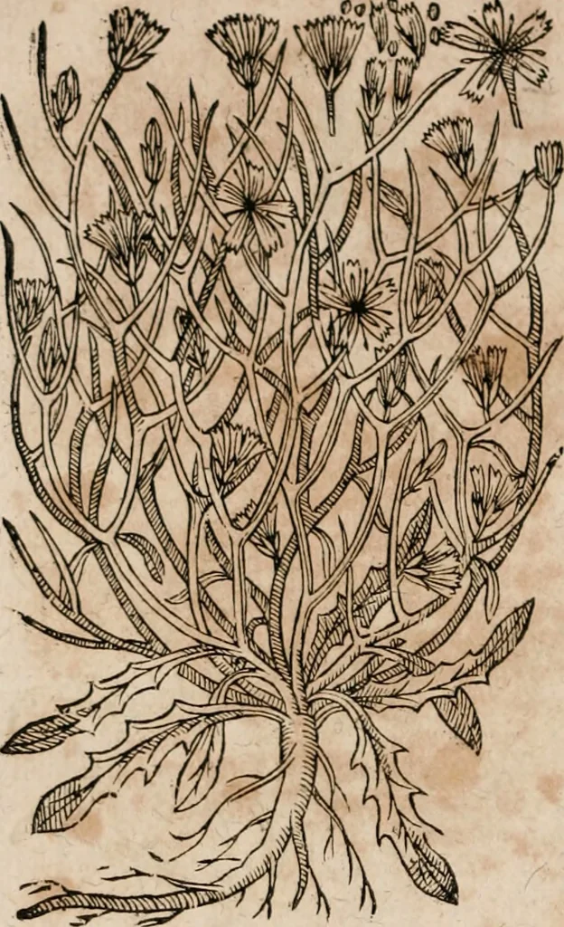 An illustration from Caspari Bavhini ... theatri botanici in qvo plantæ svpra sexcentæ ab ipso primum descriptæ cum plurimis figuris proponuntur, 1671, leaf 71