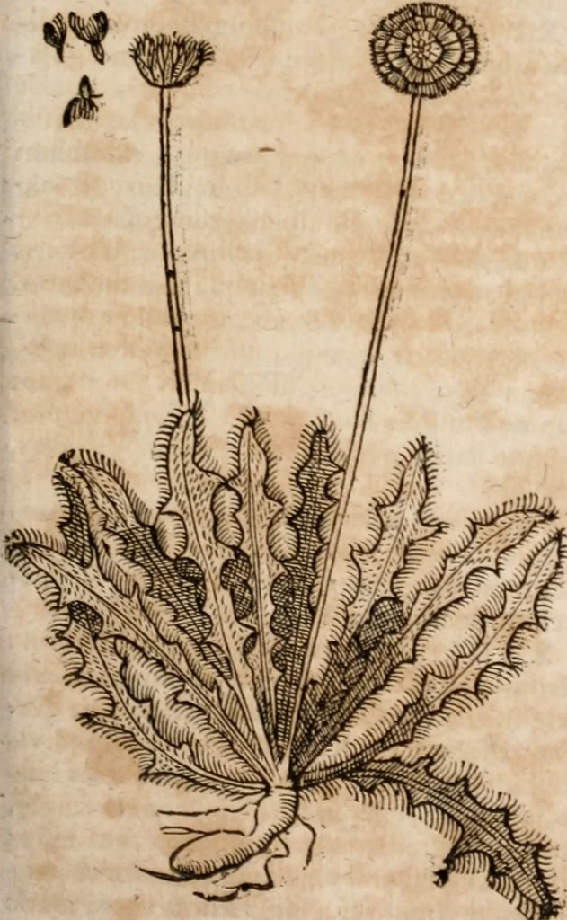 An illustration from Caspari Bavhini ... theatri botanici in qvo plantæ svpra sexcentæ ab ipso primum descriptæ cum plurimis figuris proponuntur, 1671, leaf 72