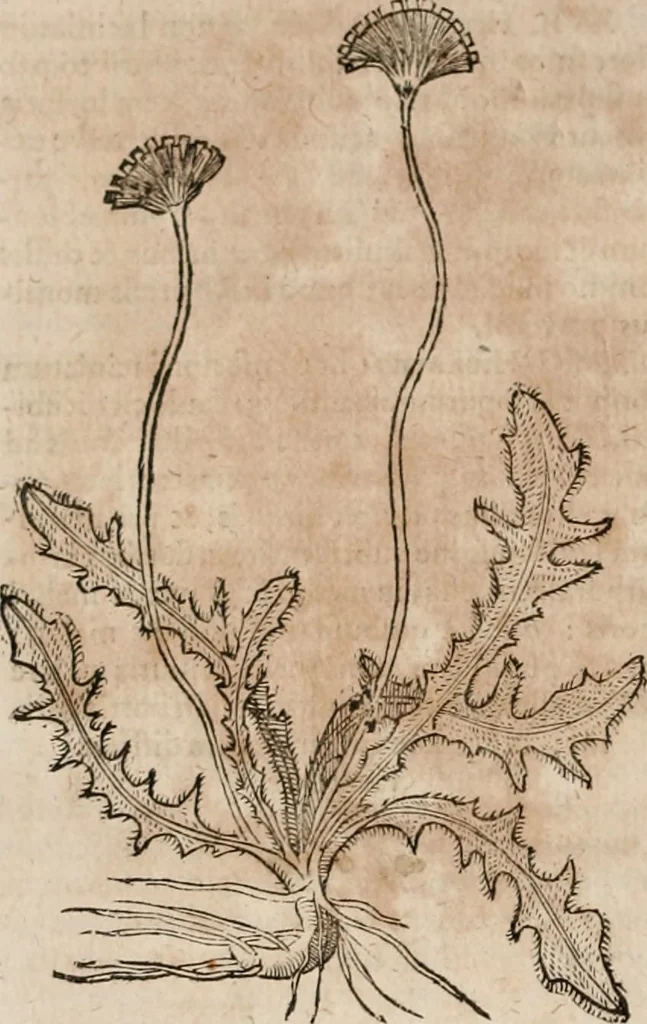 An illustration from Caspari Bavhini ... theatri botanici in qvo plantæ svpra sexcentæ ab ipso primum descriptæ cum plurimis figuris proponuntur, 1671, leaf 75