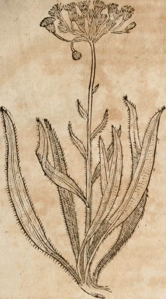 An illustration from Caspari Bavhini ... theatri botanici in qvo plantæ svpra sexcentæ ab ipso primum descriptæ cum plurimis figuris proponuntur, 1671, leaf 76