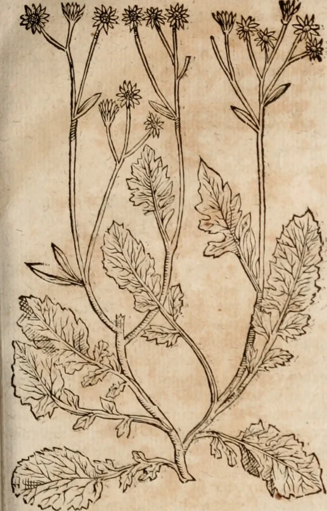 An illustration from Caspari Bavhini ... theatri botanici in qvo plantæ svpra sexcentæ ab ipso primum descriptæ cum plurimis figuris proponuntur, 1671, leaf 78