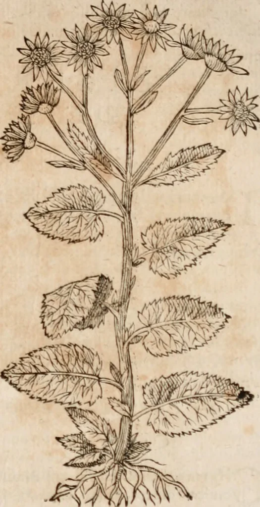 An illustration from Caspari Bavhini ... theatri botanici in qvo plantæ svpra sexcentæ ab ipso primum descriptæ cum plurimis figuris proponuntur, 1671, leaf 78