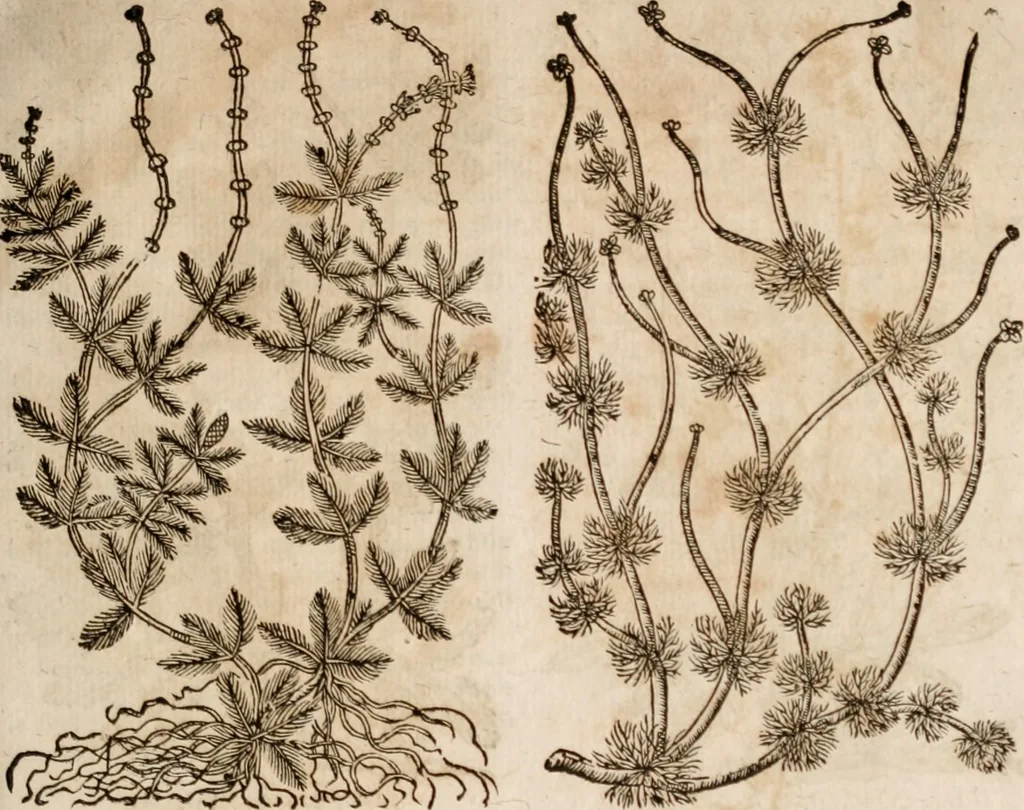 An illustration from Caspari Bavhini ... theatri botanici in qvo plantæ svpra sexcentæ ab ipso primum descriptæ cum plurimis figuris proponuntur, 1671, leaf 82