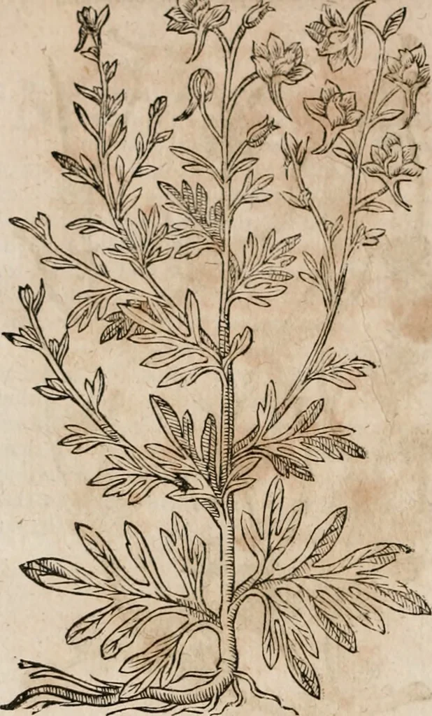 An illustration from Caspari Bavhini ... theatri botanici in qvo plantæ svpra sexcentæ ab ipso primum descriptæ cum plurimis figuris proponuntur, 1671, leaf 83