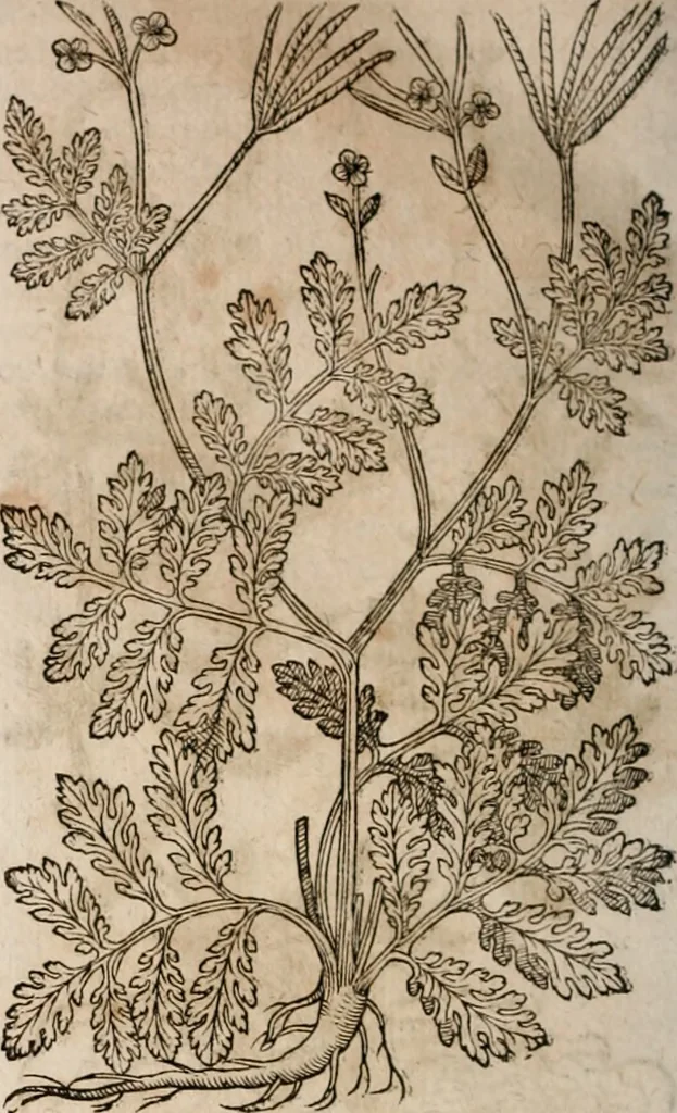 An illustration from Caspari Bavhini ... theatri botanici in qvo plantæ svpra sexcentæ ab ipso primum descriptæ cum plurimis figuris proponuntur, 1671, leaf 83