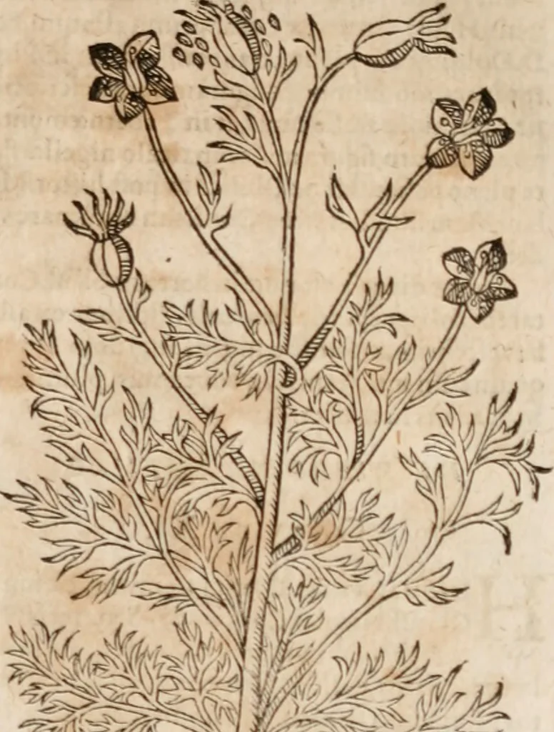 An illustration from Caspari Bavhini ... theatri botanici in qvo plantæ svpra sexcentæ ab ipso primum descriptæ cum plurimis figuris proponuntur, 1671, leaf 84