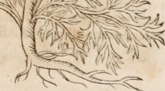 An illustration from Caspari Bavhini ... theatri botanici in qvo plantæ svpra sexcentæ ab ipso primum descriptæ cum plurimis figuris proponuntur, 1671, leaf 84