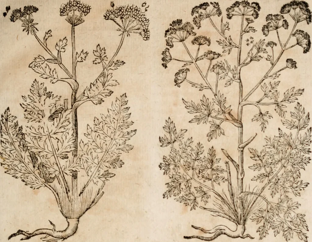 An illustration from Caspari Bavhini ... theatri botanici in qvo plantæ svpra sexcentæ ab ipso primum descriptæ cum plurimis figuris proponuntur, 1671, leaf 86