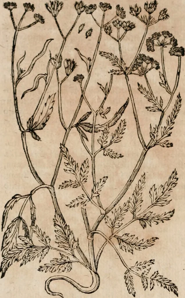 An illustration from Caspari Bavhini ... theatri botanici in qvo plantæ svpra sexcentæ ab ipso primum descriptæ cum plurimis figuris proponuntur, 1671, leaf 89