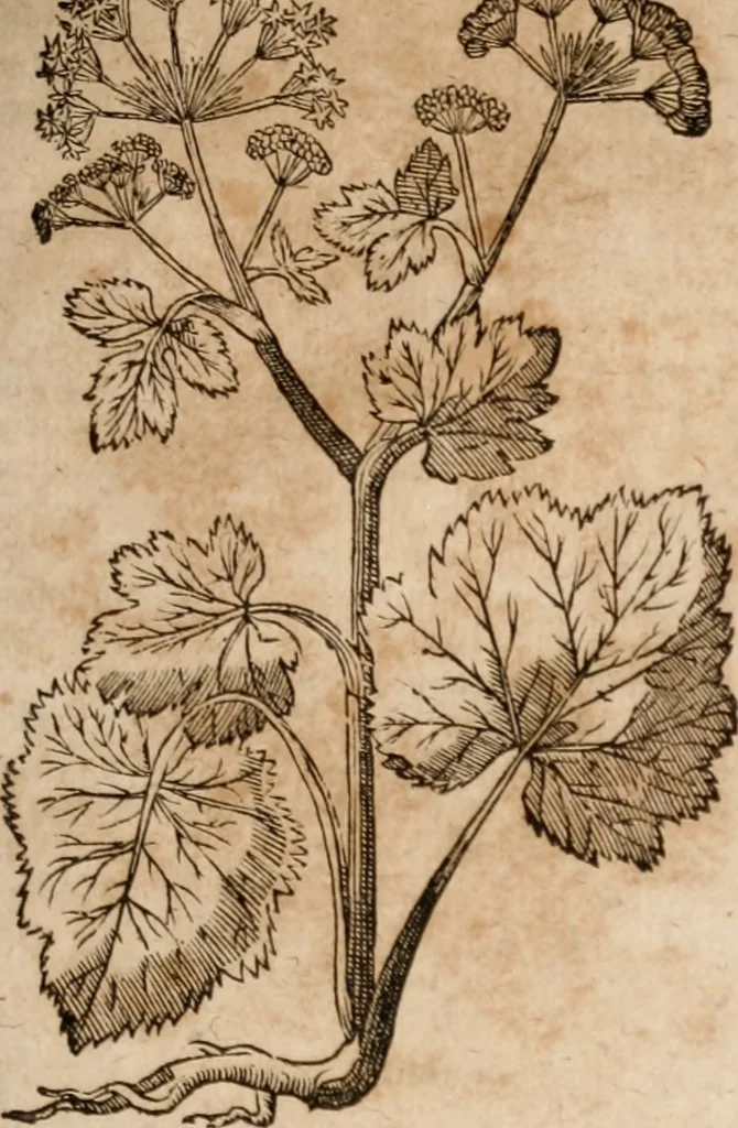 An illustration from Caspari Bavhini ... theatri botanici in qvo plantæ svpra sexcentæ ab ipso primum descriptæ cum plurimis figuris proponuntur, 1671, leaf 92