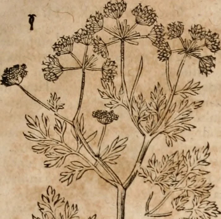 An illustration from Caspari Bavhini ... theatri botanici in qvo plantæ svpra sexcentæ ab ipso primum descriptæ cum plurimis figuris proponuntur, 1671, leaf 94