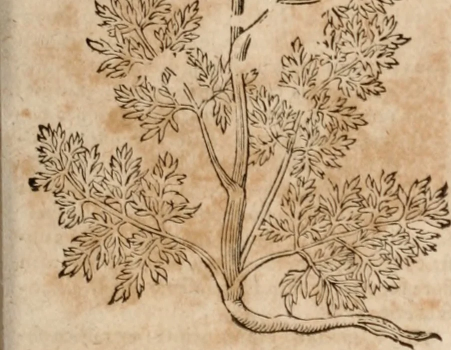 An illustration from Caspari Bavhini ... theatri botanici in qvo plantæ svpra sexcentæ ab ipso primum descriptæ cum plurimis figuris proponuntur, 1671, leaf 94