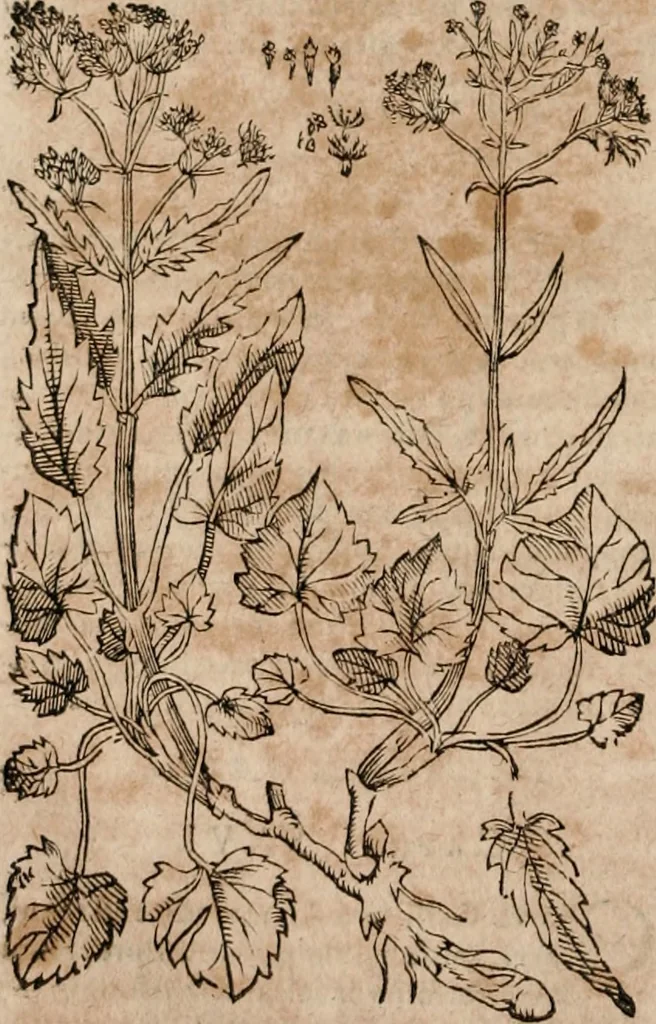 An illustration from Caspari Bavhini ... theatri botanici in qvo plantæ svpra sexcentæ ab ipso primum descriptæ cum plurimis figuris proponuntur, 1671, leaf 95