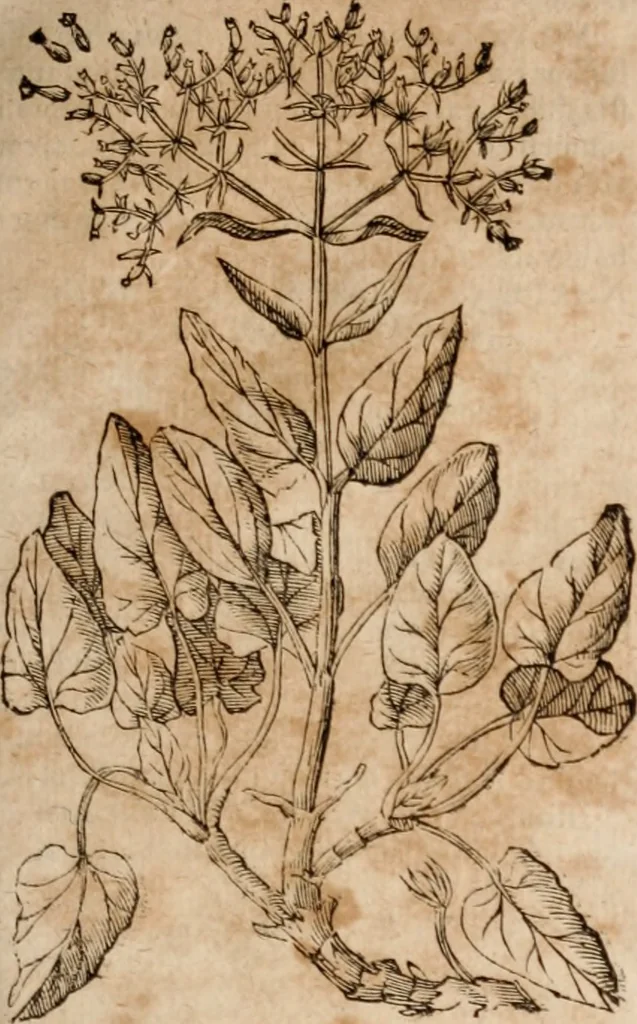 An illustration from Caspari Bavhini ... theatri botanici in qvo plantæ svpra sexcentæ ab ipso primum descriptæ cum plurimis figuris proponuntur, 1671, leaf 96